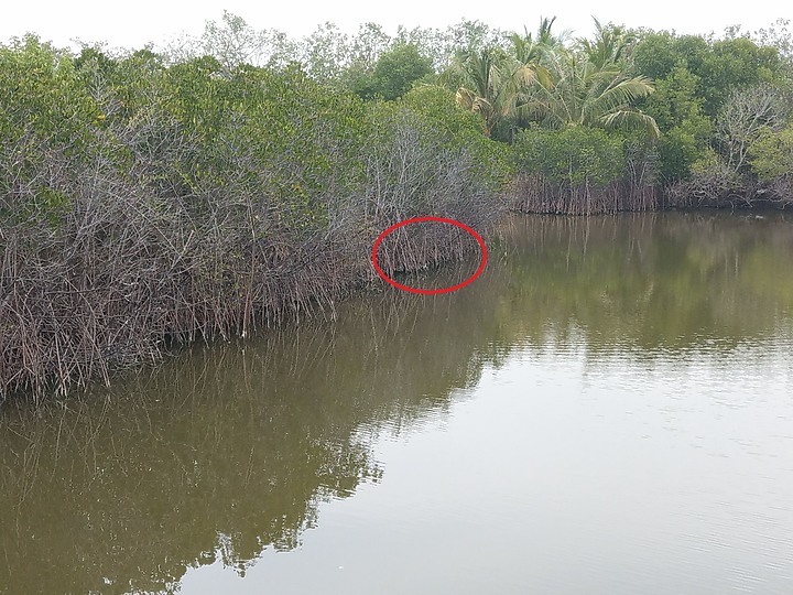 Nikon Z9的120ps，讓我有幸完整記錄翠鳥因為洗澡，224秒內連續20次衝水。