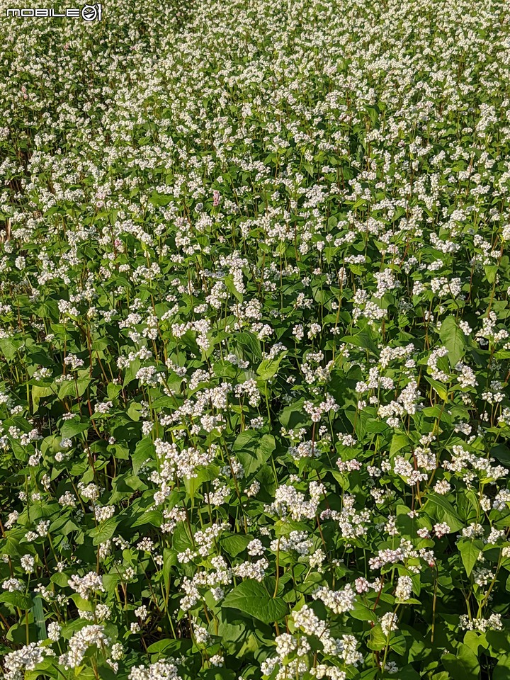 台南市六甲區菁埔埤落羽松 01/23