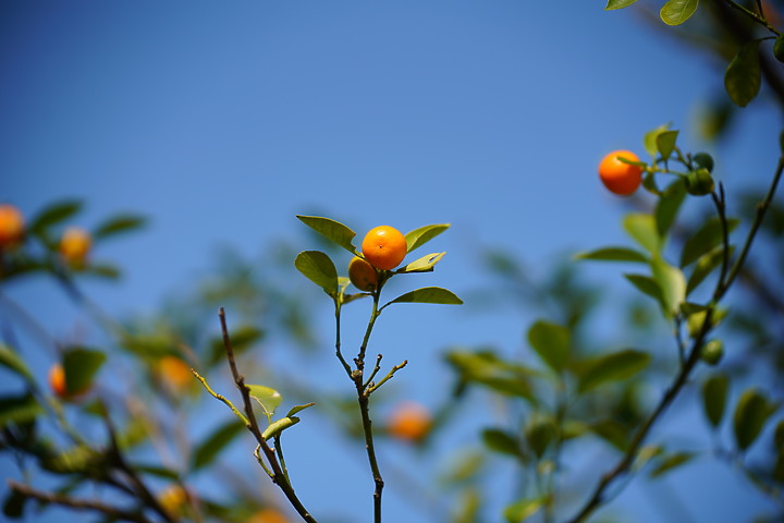 Tamron 35-150mm f/2-2.8 DiIII VXD（A058）評測報告｜大光圈旅遊鏡 取景構圖更有彈性！