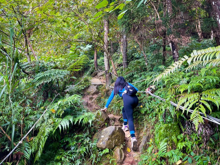 苗栗獅潭|仙山,CP值很高的小百岳,享受柳杉林又能挑戰岩壁拉繩攀爬