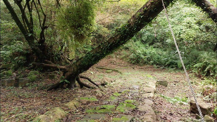 [樂山童盟] [新北平溪] 平湖西步道-內平林山