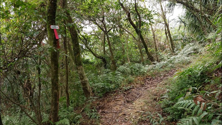 [樂山童盟] [新北平溪] 平湖西步道-內平林山