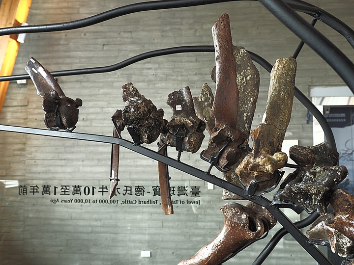 臺南左鎮化石園區 – 全臺首座且唯一之化石教育園區 — 大年初一走春去!