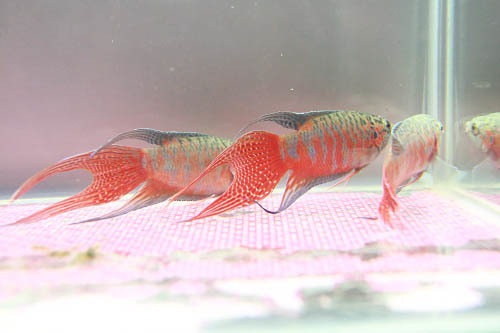 台灣原生種紅彩蓋斑鬥魚-三義型