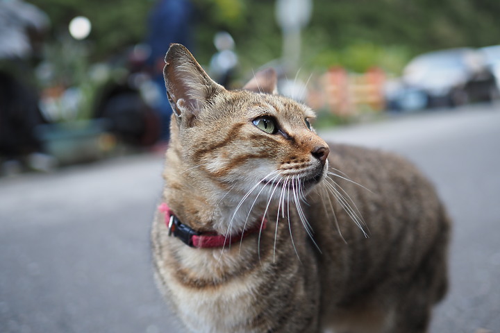 點我看大圖 OM System M.ZD ED 20mm f/1.4 PRO 評測報告|便攜與柔美散景兼顧!