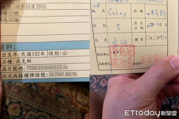 替虎斑胖胖貓投保寵物險!結果「牠不是米克斯」主人超問號