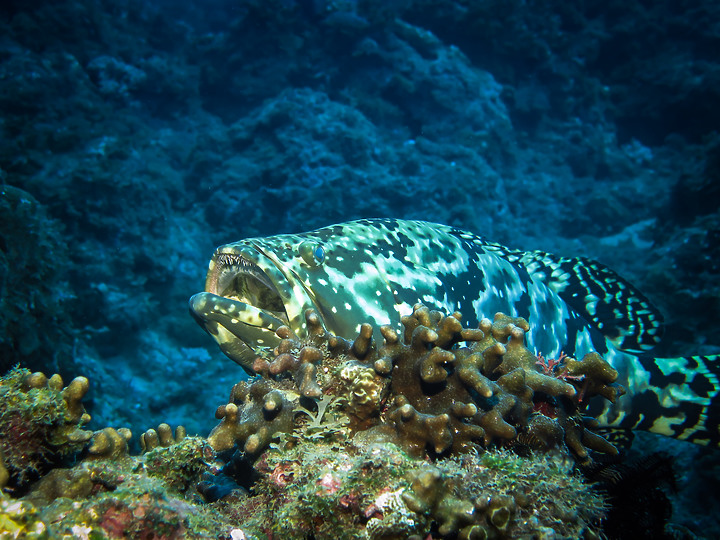 【水下影像】虎年走春，水下也要去晃晃