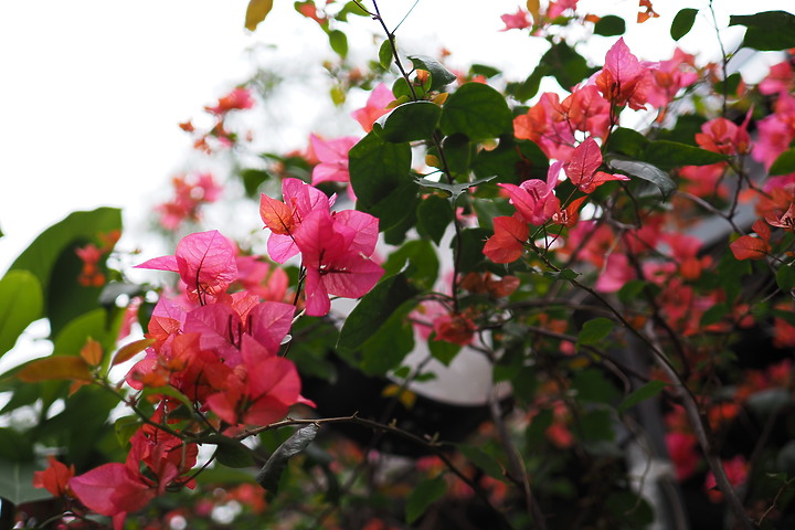點我看大圖 OM System M.ZD ED 20mm f/1.4 PRO 評測報告|便攜與柔美散景兼顧!
