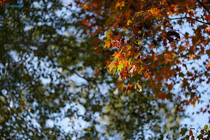 相對輕量短小便宜的百微【TOKINA FiRIN 100mm F2.8 FE AF MACRO】