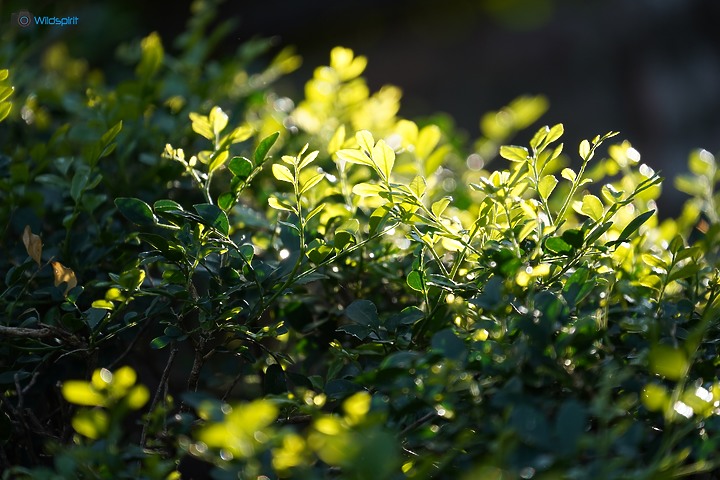 還算輕便的防手震長砲【SONY FE 70-300mm F4.5-5.6 G OSS】
