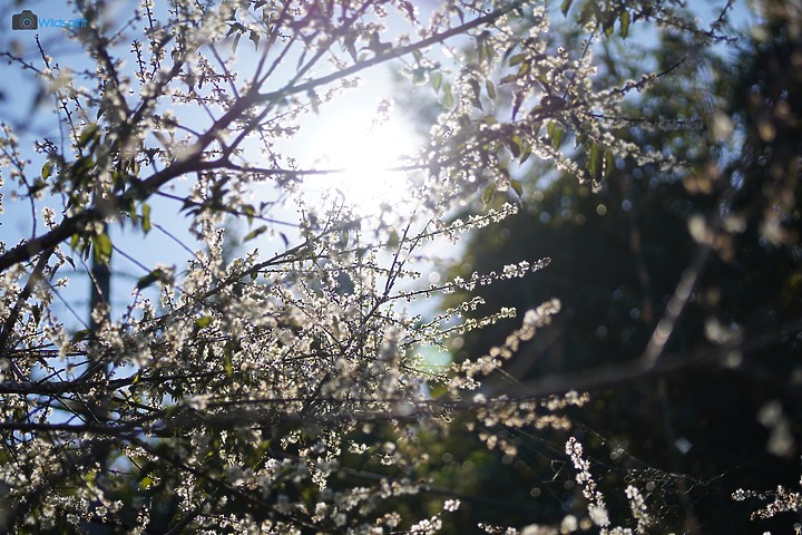 相對輕量短小便宜的百微【TOKINA FiRIN 100mm F2.8 FE AF MACRO】