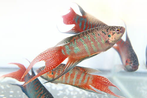 台灣原生種紅彩蓋斑鬥魚-三義型