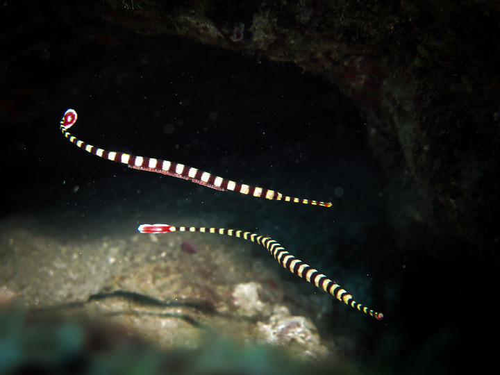 【水下影像】虎年走春，水下也要去晃晃