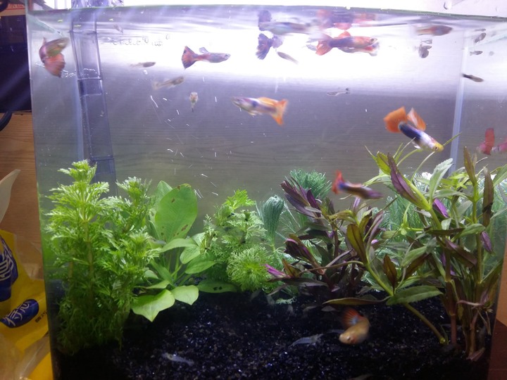 我的水族箱系列~來佈置新缸囉~~~