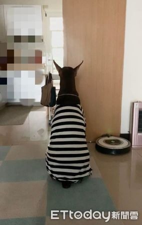 杜賓戴媽自製耳罩撞臉黑魔女「面色凝重」坐挺挺:像逃犯嗎?