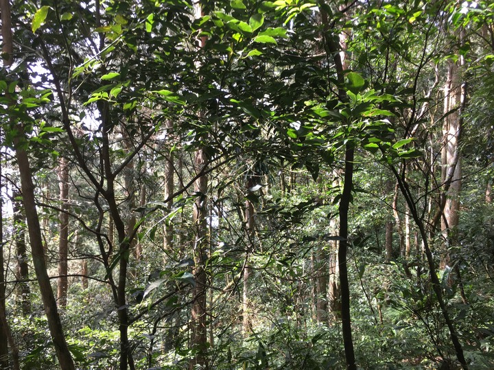 新春第一登-北大武日湯真山