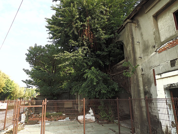 岡山 醒村 |原岡山日本海軍航空隊宿舍群 — 飛行教官們的宿舍,特殊的日治時期2層樓宿舍建築,電視劇《一把青》的取景場景