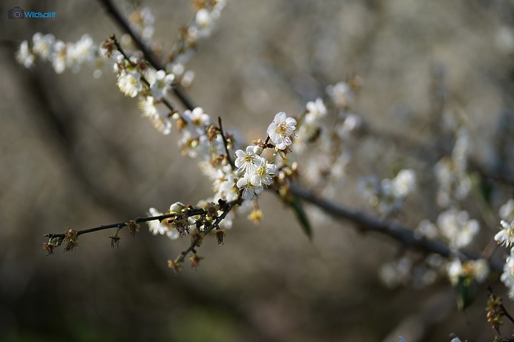 相對輕量短小便宜的百微【TOKINA FiRIN 100mm F2.8 FE AF MACRO】