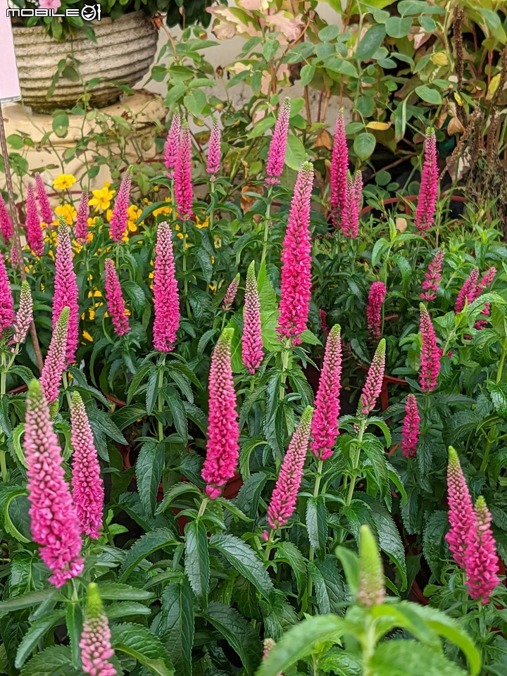 松紅梅 台南市歸仁區七甲花卉中心 02/06