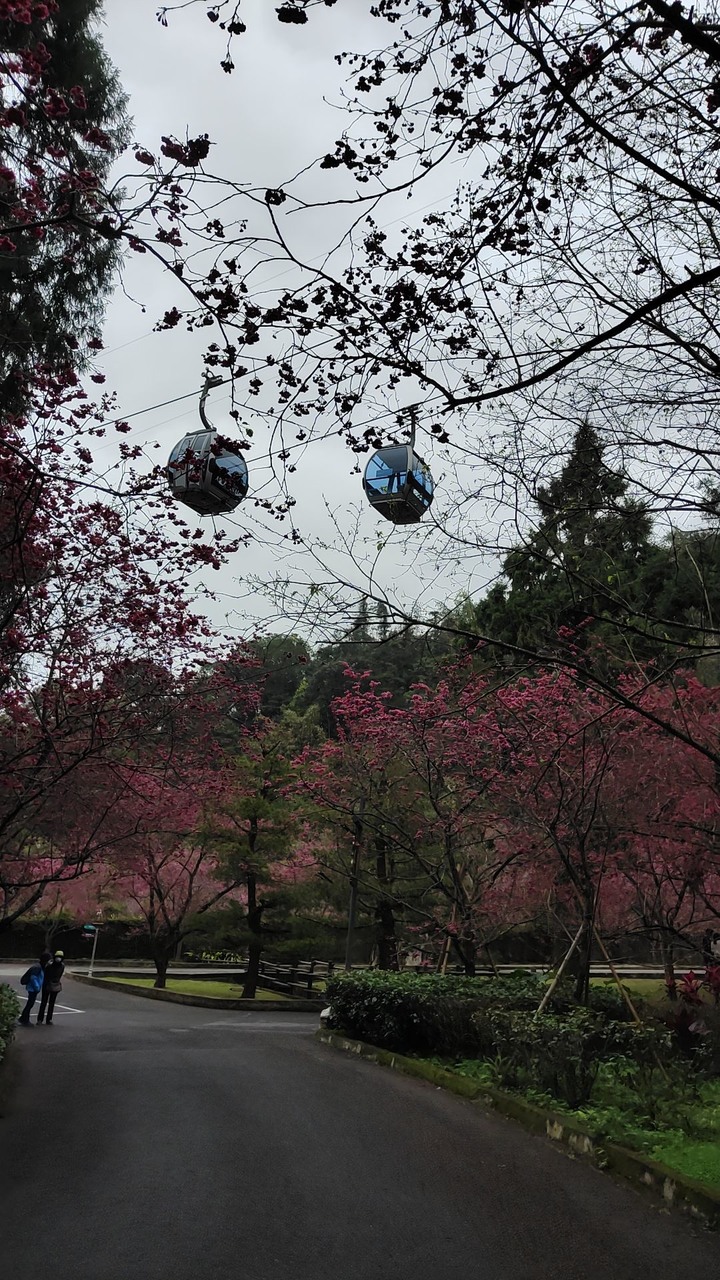 我的偉大航路之旅Day1-1 - 禪機山仙佛寺參拜/南投埔里小吃巡禮/九族文化村賞櫻