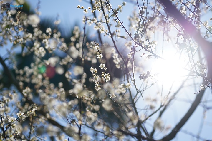 相對輕量短小便宜的百微【TOKINA FiRIN 100mm F2.8 FE AF MACRO】