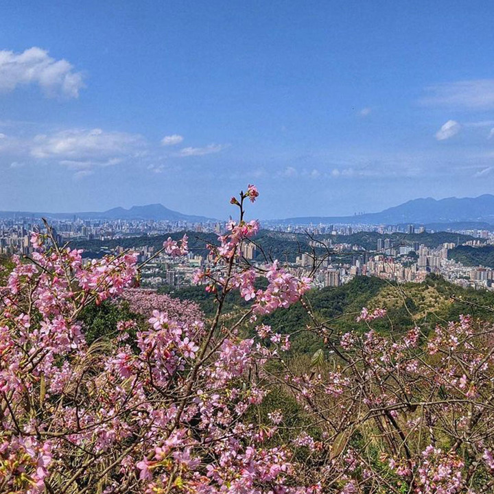 櫻花系網美絕不能錯過的2022內行人賞櫻情報！全台北中南隱藏版賞櫻秘境即刻啟程！