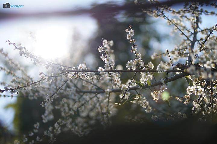 相對輕量短小便宜的百微【TOKINA FiRIN 100mm F2.8 FE AF MACRO】