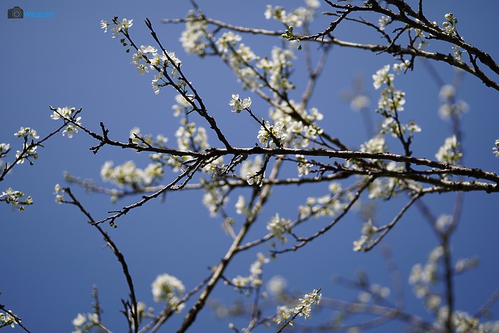 相對輕量短小便宜的百微【TOKINA FiRIN 100mm F2.8 FE AF MACRO】