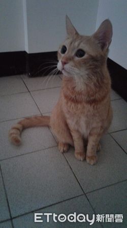 猜猜牠幾歲?童顏老橘「只看過2次醫生」媽曝長壽秘訣:多喝水