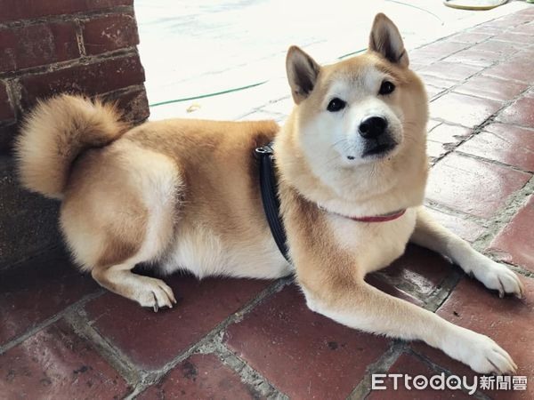 猜猜牠幾歲?童顏老橘「只看過2次醫生」媽曝長壽秘訣:多喝水