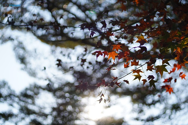 相對輕量短小便宜的百微【TOKINA FiRIN 100mm F2.8 FE AF MACRO】