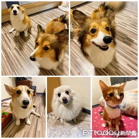 鵝蛋臉苗條貓結紮4個月「腫成大屁股貴婦」媽曝：都偷吃狗的飯