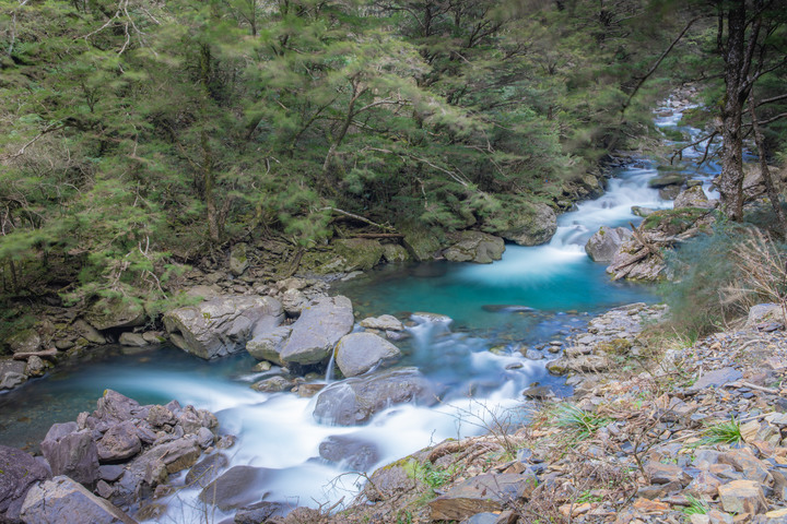 2022 福壽山千櫻園賞櫻 精彩圖多美炸 午場加映華岡合歡溪步道