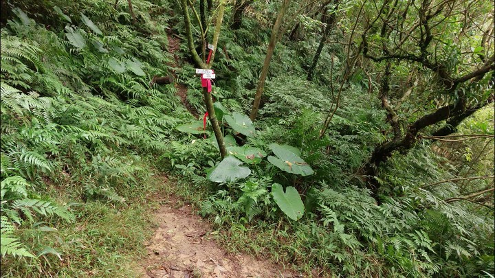 [樂山童盟] [新北平溪] 平湖西步道-內平林山