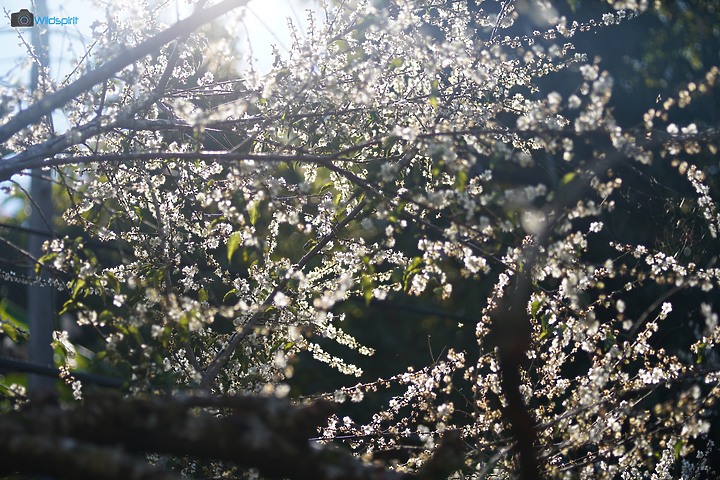相對輕量短小便宜的百微【TOKINA FiRIN 100mm F2.8 FE AF MACRO】