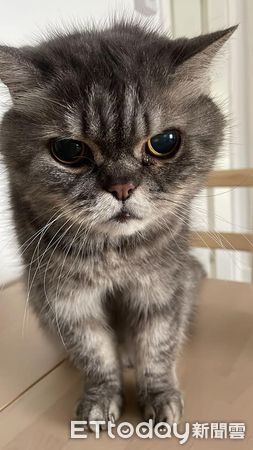 猜猜牠幾歲?童顏老橘「只看過2次醫生」媽曝長壽秘訣:多喝水