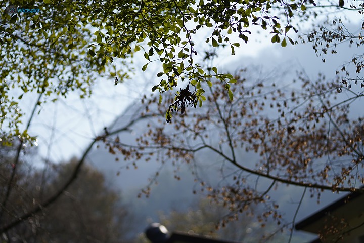 相對輕量短小便宜的百微【TOKINA FiRIN 100mm F2.8 FE AF MACRO】