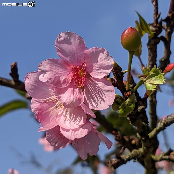 河津櫻 台南市山上區淨水池區 02/01