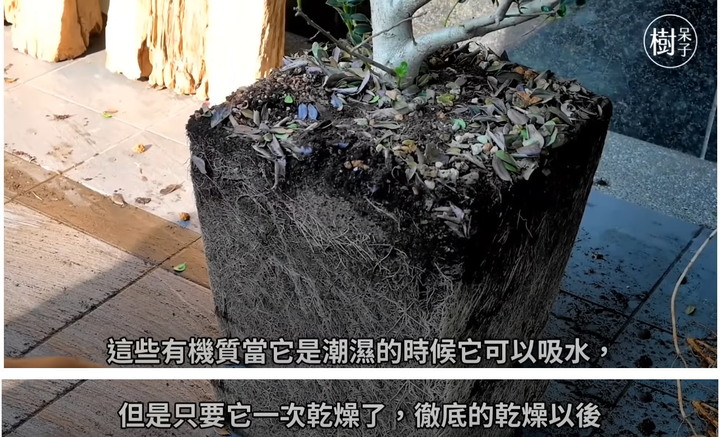 我的一些多肉介質心得
