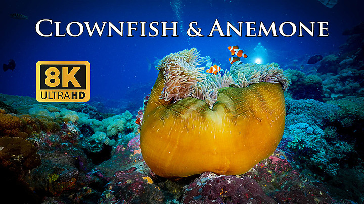8K Taiwan Underwater Clownfish & Anemone/ 台灣美麗海底世界/小丑魚與海葵