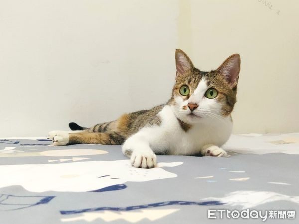 猜猜牠幾歲?童顏老橘「只看過2次醫生」媽曝長壽秘訣:多喝水