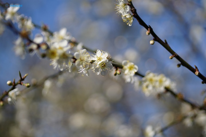 相對輕量短小便宜的百微【TOKINA FiRIN 100mm F2.8 FE AF MACRO】
