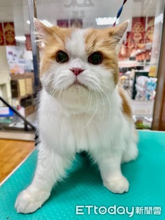 猜猜牠幾歲?童顏老橘「只看過2次醫生」媽曝長壽秘訣:多喝水