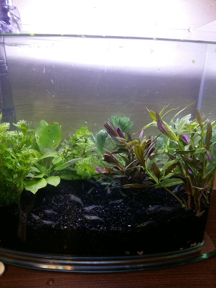 我的水族箱系列~來佈置新缸囉~~~