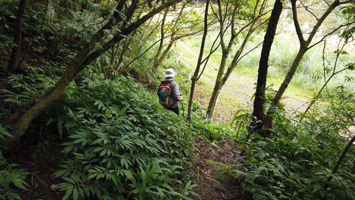 [樂山童盟] [新北平溪] 平湖西步道-內平林山