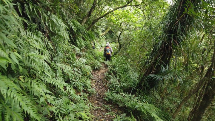 [樂山童盟] [新北平溪] 平湖西步道-內平林山