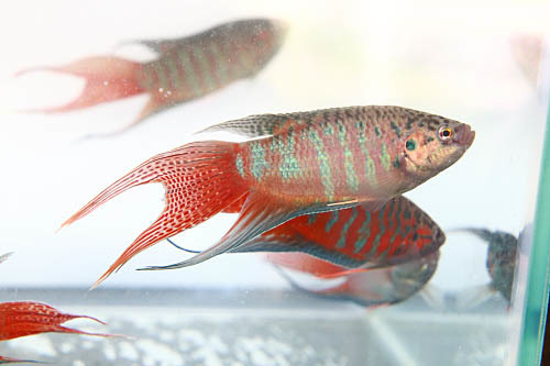 台灣原生種紅彩蓋斑鬥魚-三義型