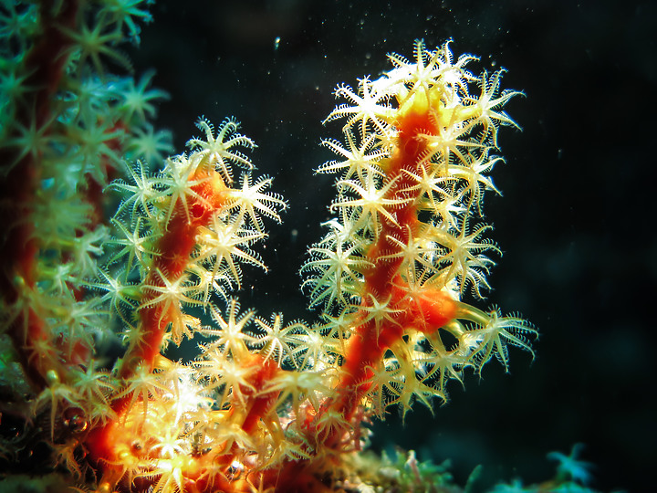 【水下影像】虎年走春，水下也要去晃晃