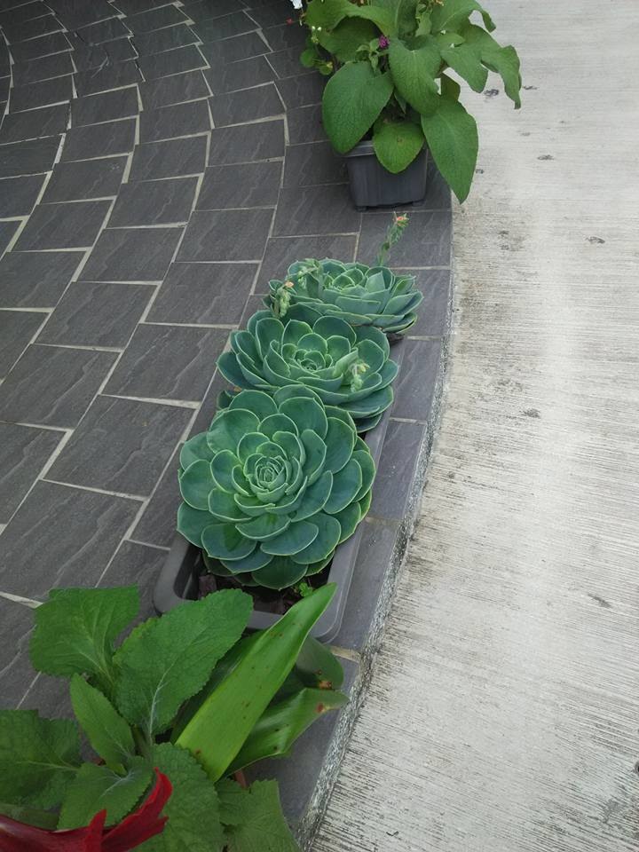 我的一些多肉介質心得