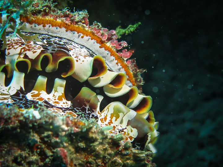 【水下影像】虎年走春，水下也要去晃晃